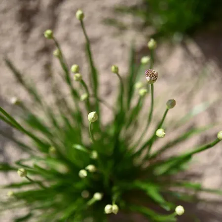 Bi De Bark 페마른